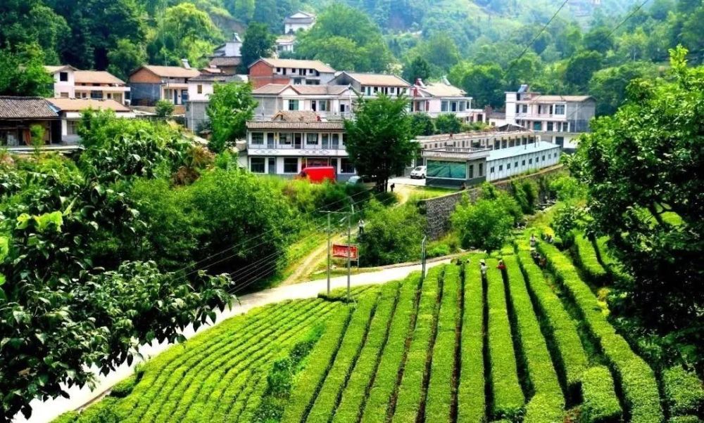 康县:走进天然氧吧 许你江山如画