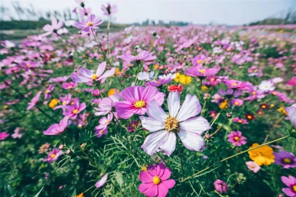 赏花好去处