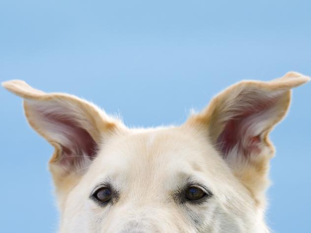 狗狗耳朵的不同状态,是在表达什么