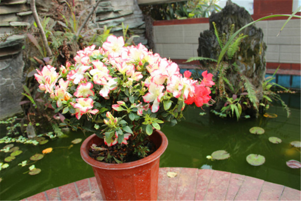 杜鹃花酸 腾讯网