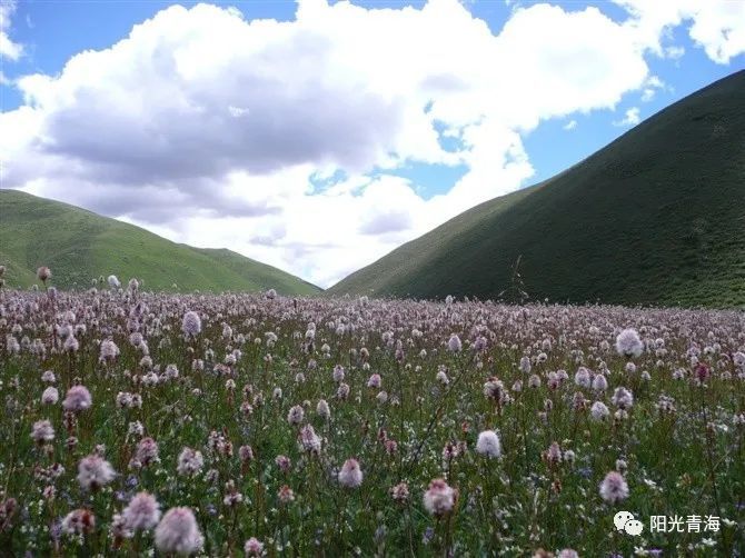 青海,门源回族自治县,循化撒拉族自治县,化隆回族自治县,治多县,民和