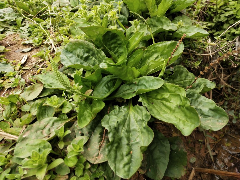 车前草,车前草的功效,车前草怎么做,蛤蟆衣,车轱辘菜