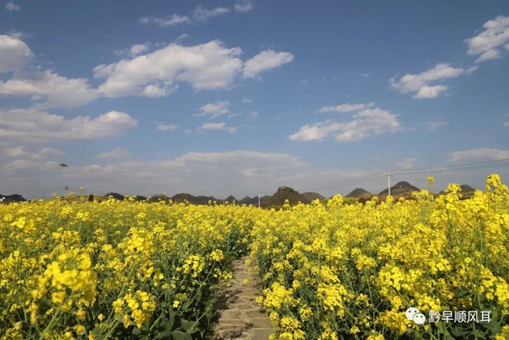 春天,阳光,油菜花!跟着镜头踏青去