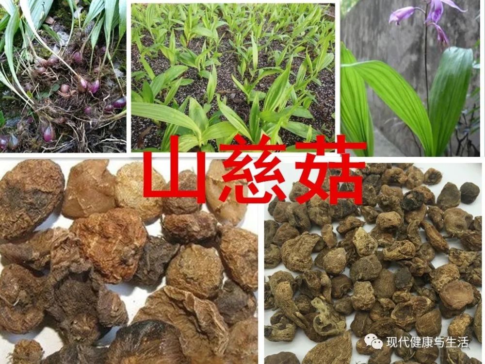 中医中药,山慈菇的功效及应用