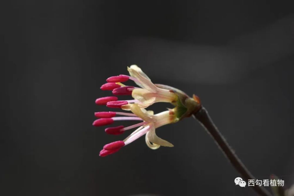 北京栽培植物之早花忍冬