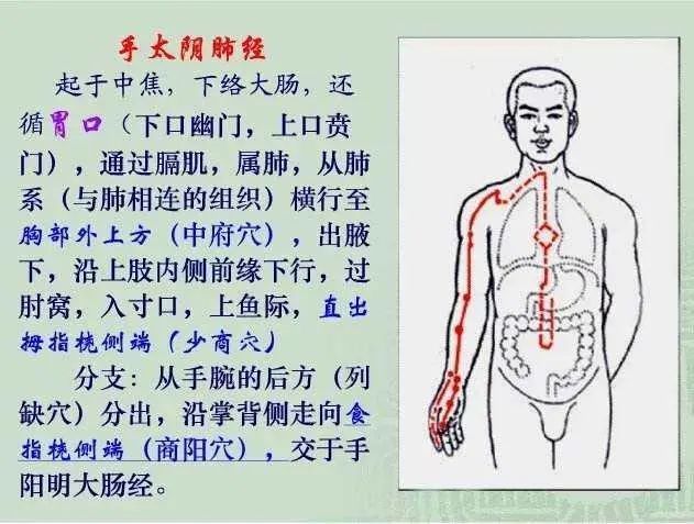 肺经的原穴就是太渊穴,是维持人体正常生理功能,对于由人体肺经以及