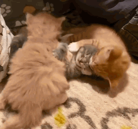 两只小橘猫争着小狸猫,最后都打起来了