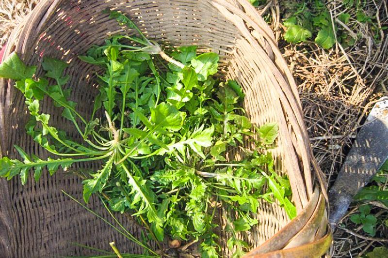 荠菜,野菜,油勺荠,板叶荠菜,清热解毒