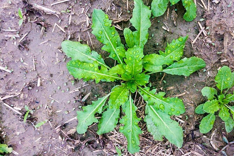 荠菜,野菜,油勺荠,板叶荠菜,清热解毒