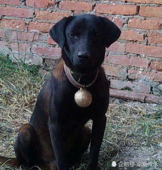 猎犬,犬种,青川犬,下司犬,虎斑犬,箭毛猎犬