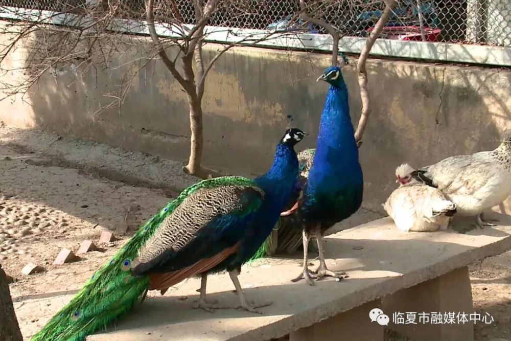 动物园,市农业农村局,临夏市,东郊公园