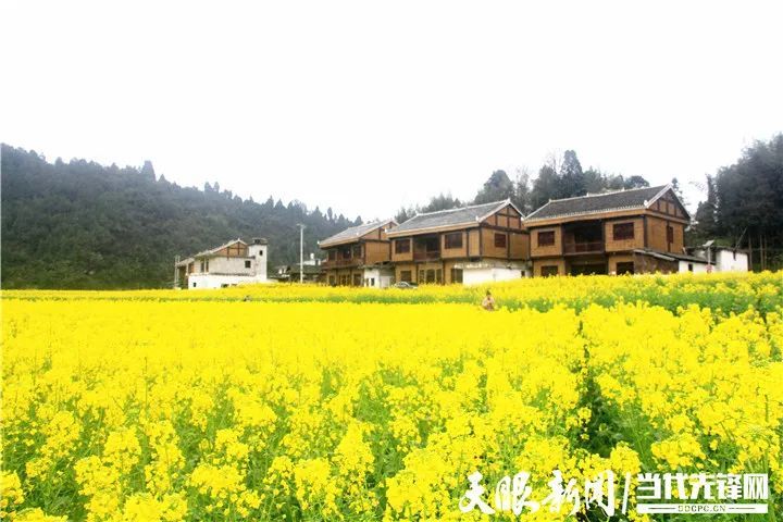 凤冈县,古寨,油菜花