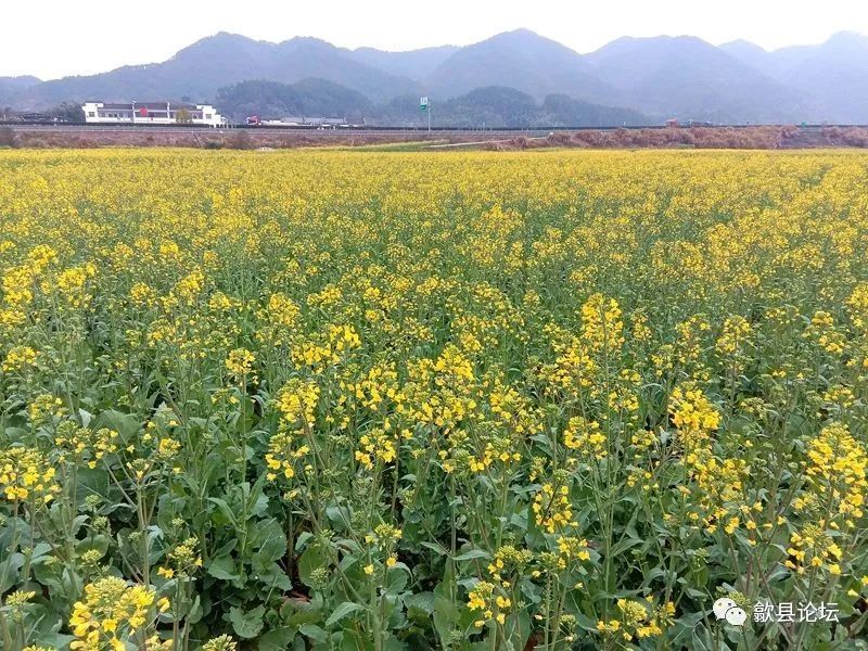 歙县:油菜花开春意浓