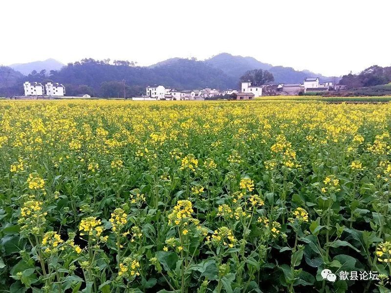 歙县:油菜花开春意浓