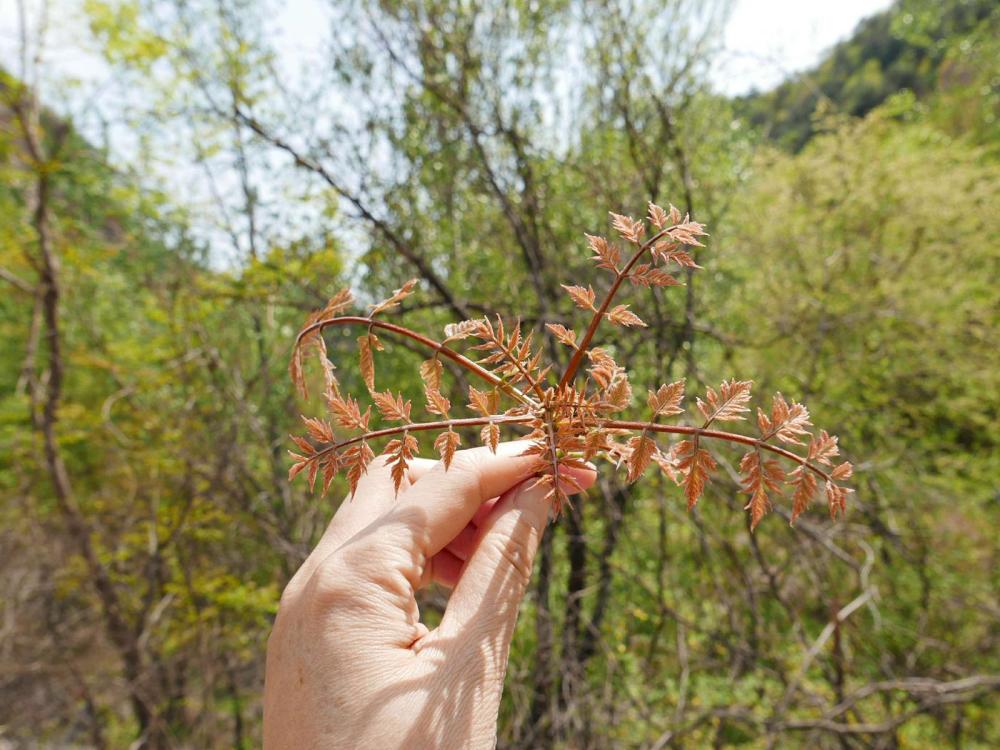 野菜,春芽,香椿芽,枸杞,木兰芽,东北,花椒芽