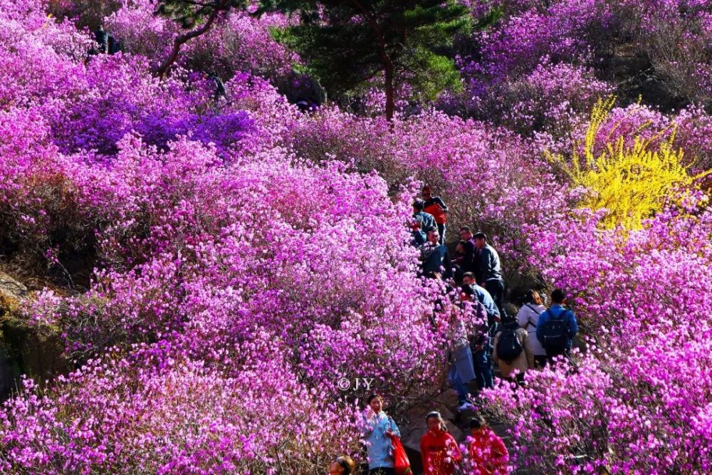 景区,大珠山,杜鹃花