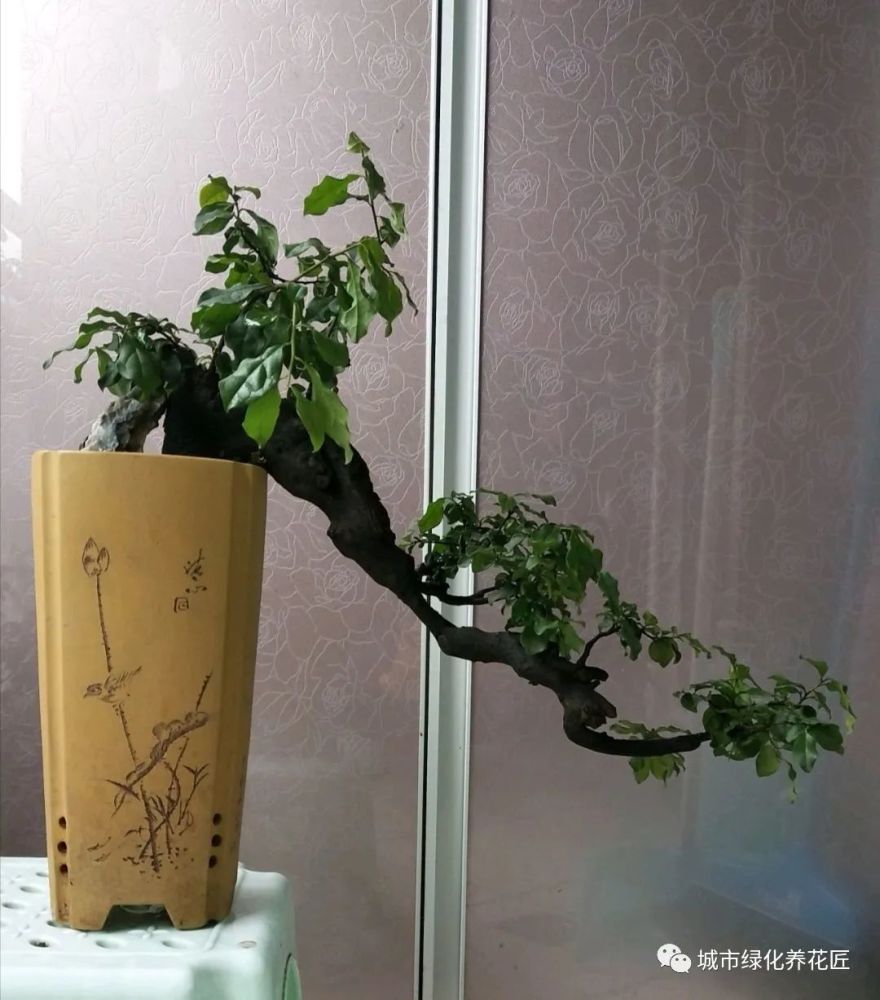 金弹子,金弹子盆景,盆景,青苔