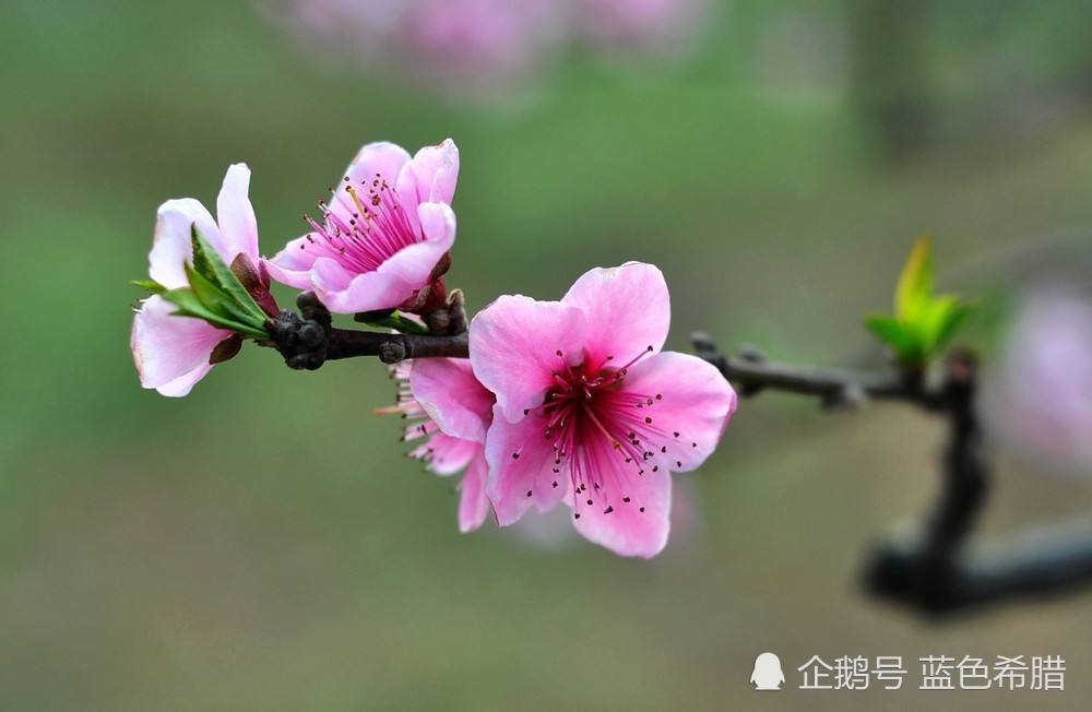 "桃花一簇开无主,可爱深红爱浅红,"的意境,摄影怎么表现?