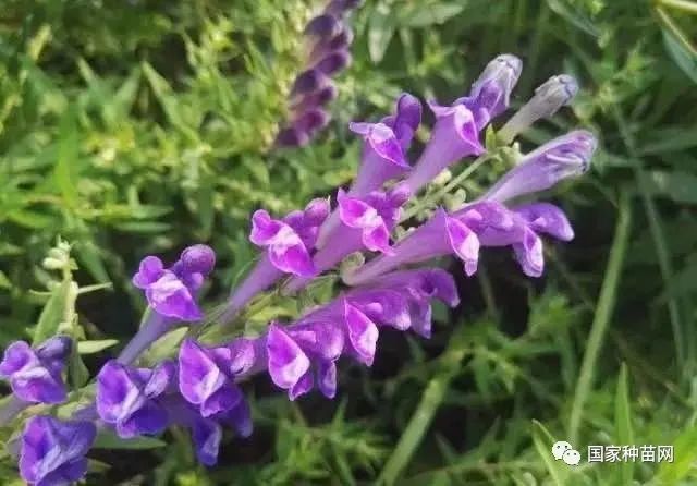 四川新规:中药材种植禁用壮根灵,膨大素