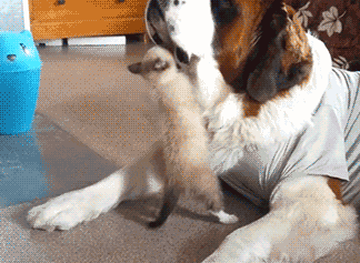 只能看着它在作死的道路上 越走越远了 01 ▼ 我这脚毛有点长了哈 02