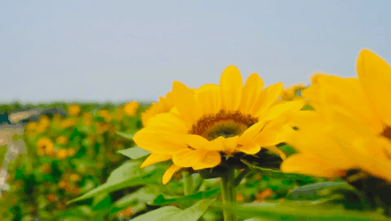 橄榄坝的向日葵开了,口罩也挡不住春天的到来!