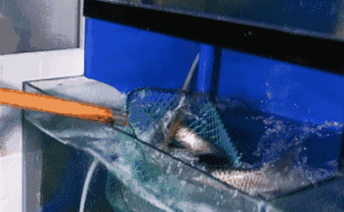 389_240gif 动态图 动图