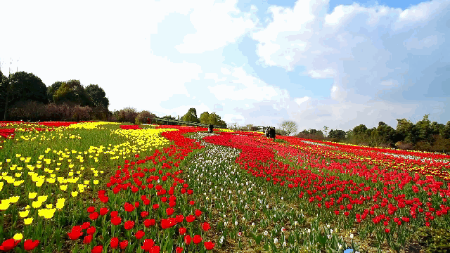 壁纸 成片种植 风景 花 植物 种植基地 桌面 640_360 gif 动态图