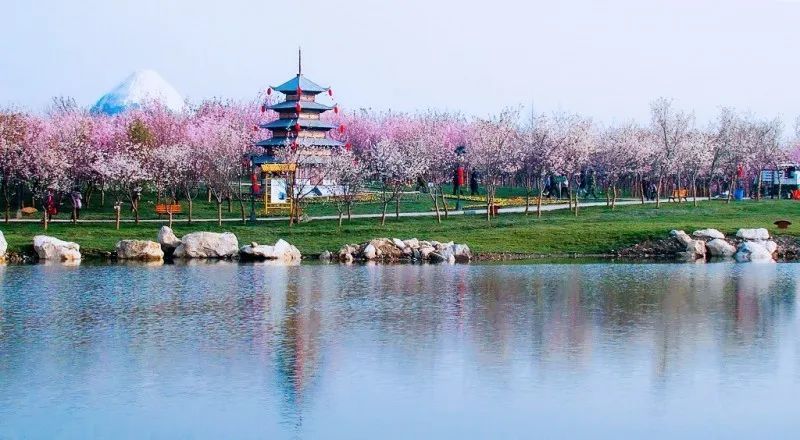 每天最高限流8000人,去青白江凤凰湖赏樱花,预约细则看这里