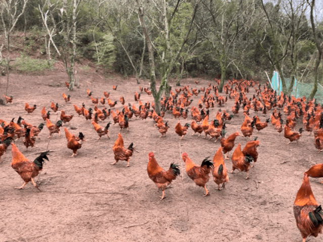 抗疫助农常山这里1500余只散养胡柚林的土鸡滞销