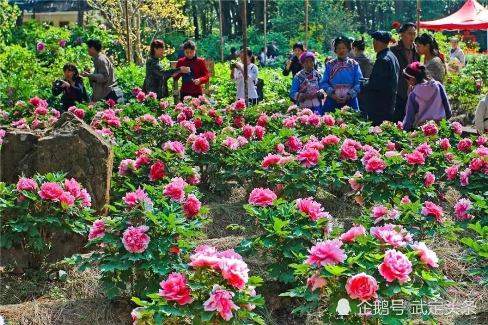 武定县,狮子山,牡丹花