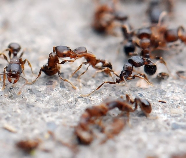 将蚂蚁放大10000倍后,人类还能主宰地球吗?真相让人出乎意料!