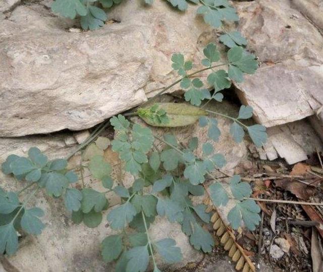 岩黄连,花卉,盆栽,绿植,植物