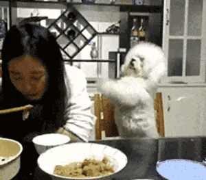 泰迪:没养过本汪的人类,都不知道我的可爱!