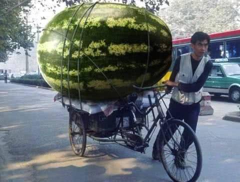世界上最大的西瓜有多大?被称"西瓜王"