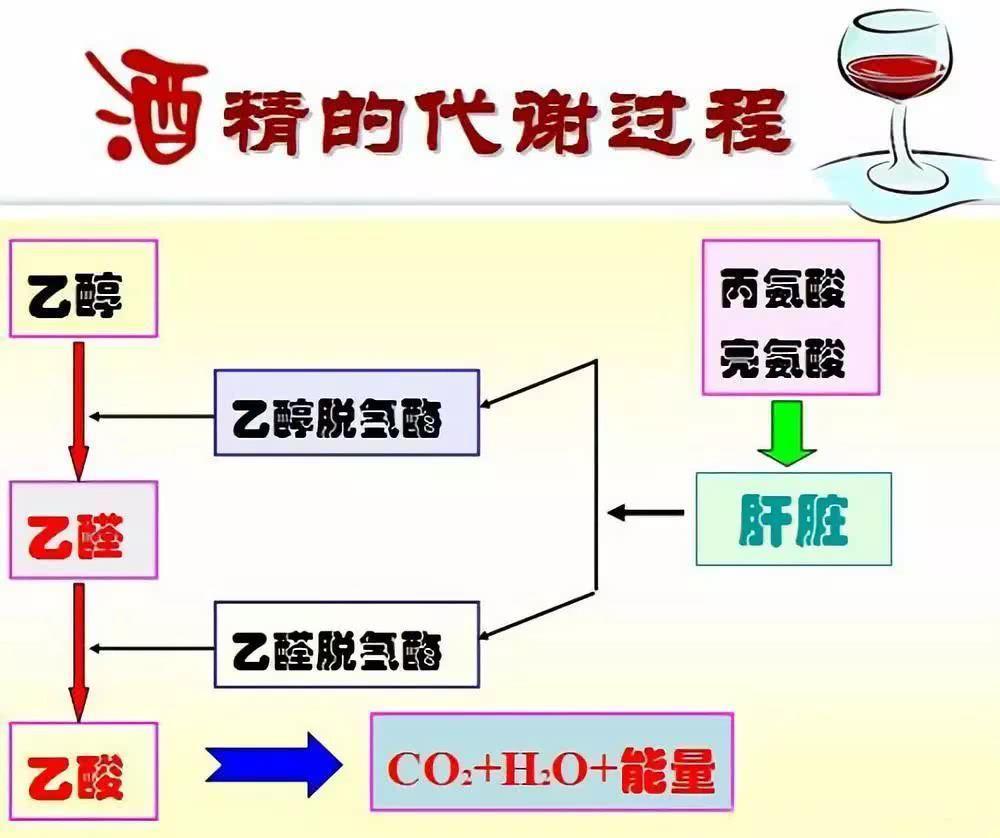 喝酒,乙醇脱氢酶,酒精