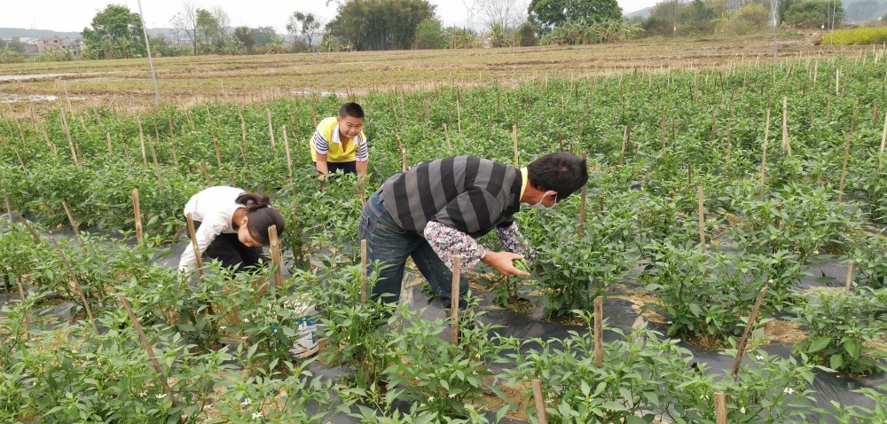 横县农户种植的辣椒喜获丰收,成为椒农们增收的好门路