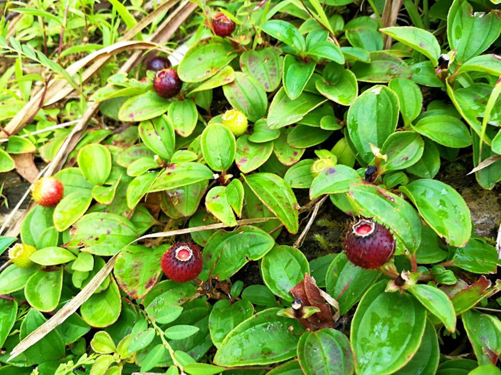 农村的野草,结出像葡萄般的黑果子,见到总是吃不够