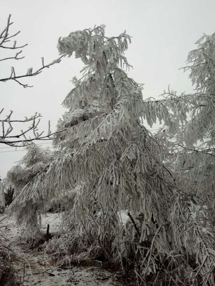 闲鲤鱼的家乡齐岳山,冬天的雪景仿佛冰雪的世界,可惜照片太少