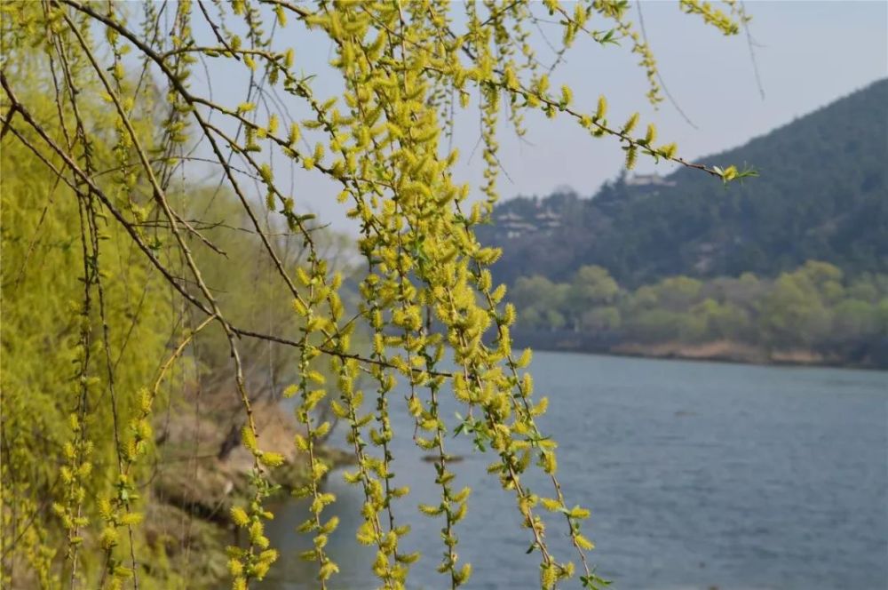 宅家"云春游",带你共赏龙门春日好风景!