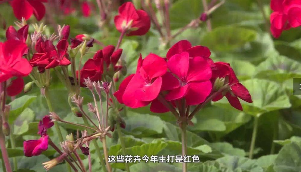 东胜区:花卉苗木育苗正当时 防疫培育两不误