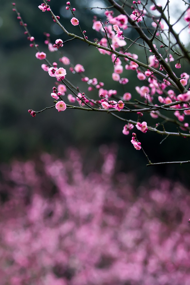 杭州孤山下梅花盛开