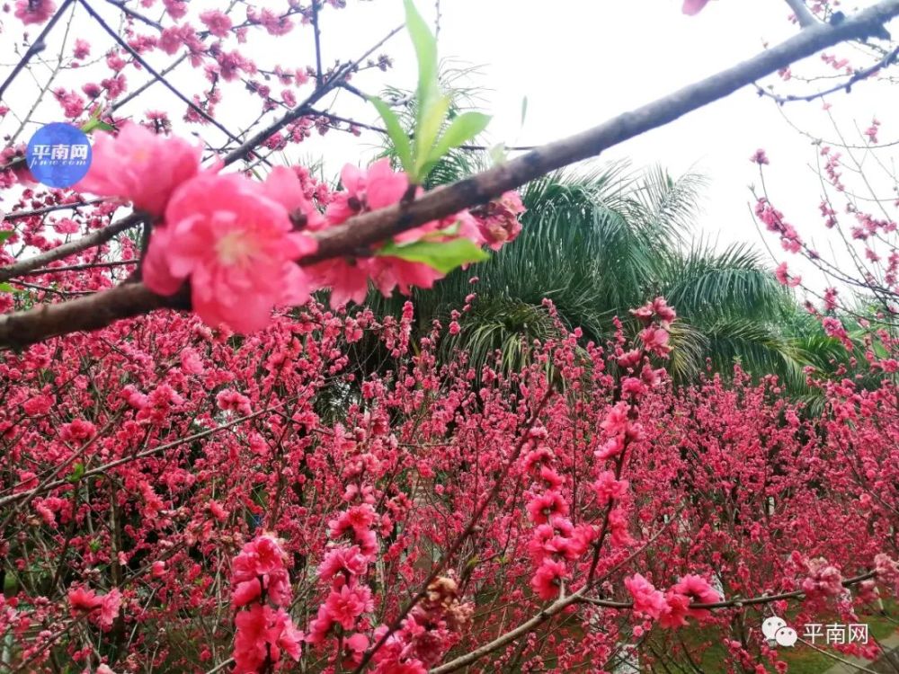 春风十里,不如一树桃花开!平南生态公园满山桃花醉人眼