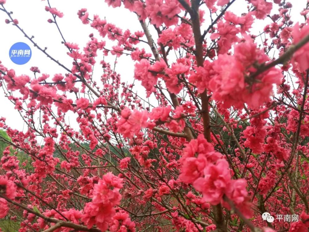 春风十里,不如一树桃花开!平南生态公园满山桃花醉人眼