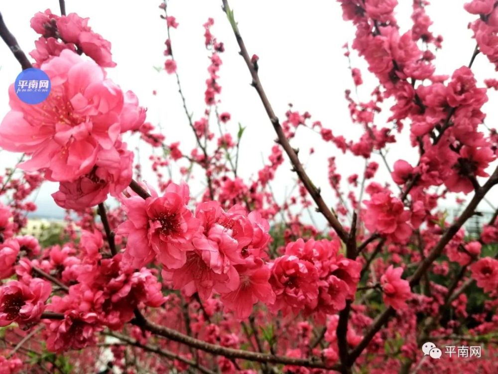 春风十里,不如一树桃花开!平南生态公园满山桃花醉人眼