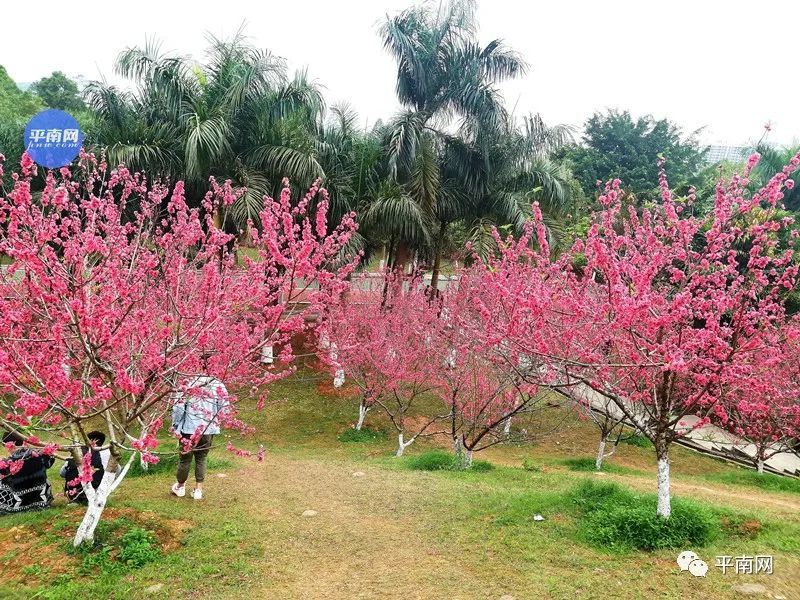 春风十里,不如一树桃花开!平南生态公园满山桃花醉人眼