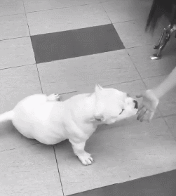 狗狗,萌宠,可爱,搞笑,戏精