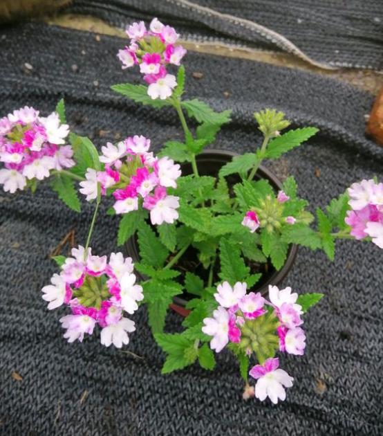 美女樱花期前,用上"4种技巧",叶子绿油油,还能花开成球