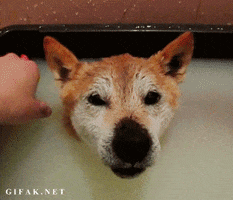 一些柴犬宝宝的表情包