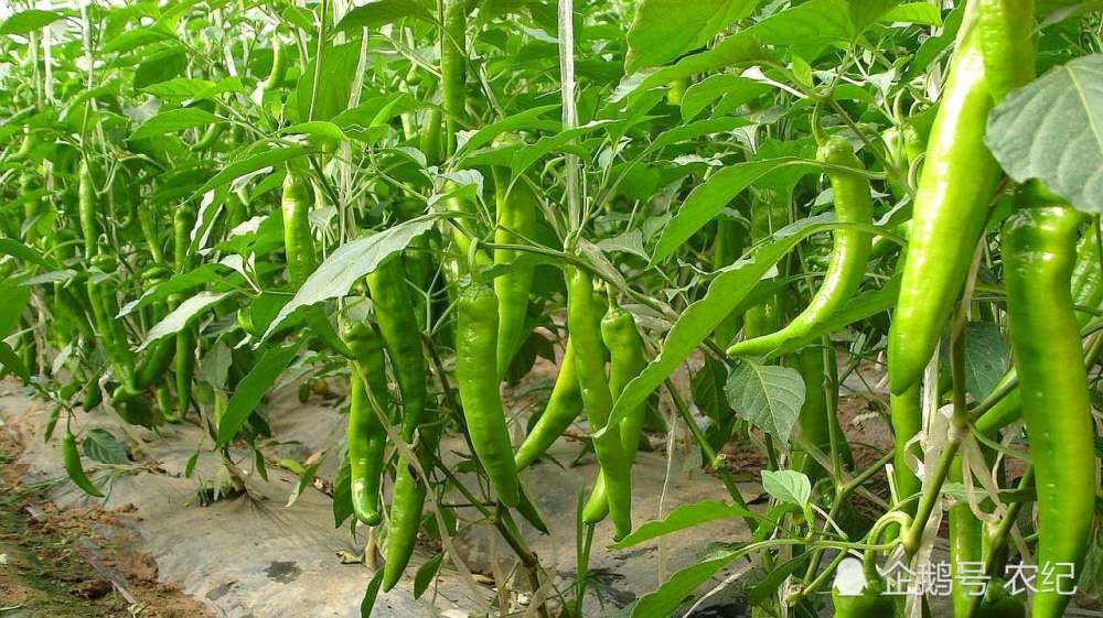 农村种植辣椒,应该如何施肥呢?