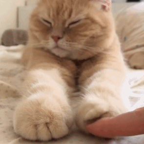 猫咪伸出爪子让铲屎官肆意玩弄,太犯规了-看点快报